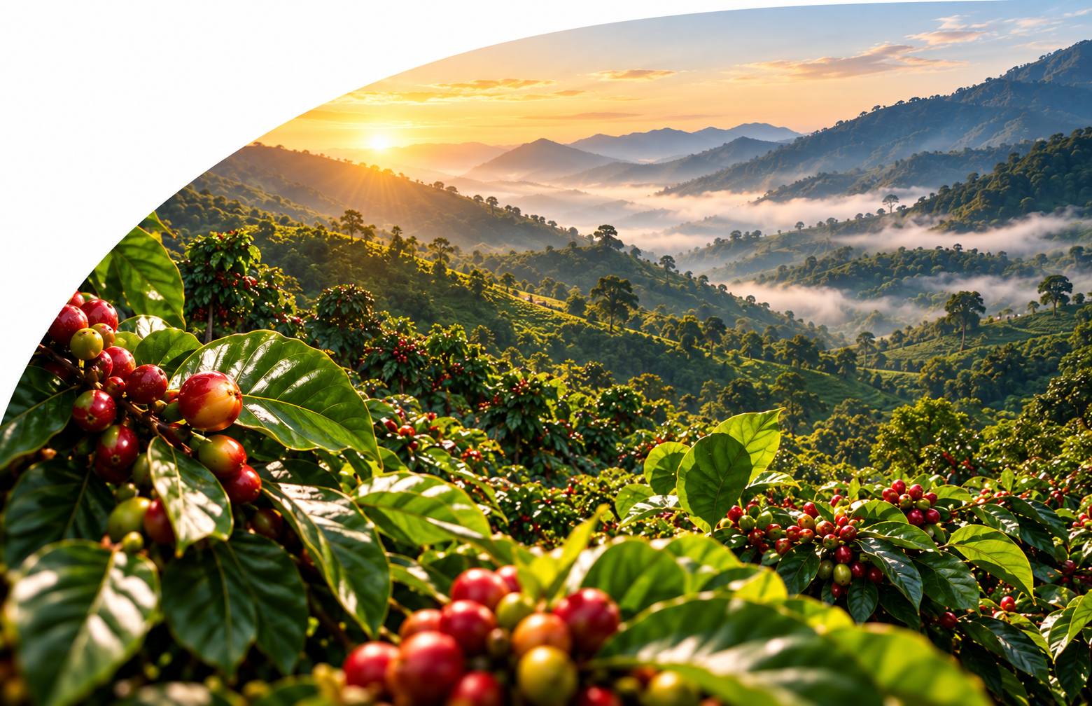 Coffee Plantation Mountains and Berries